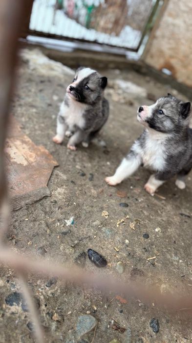 Лайка западно сибирская