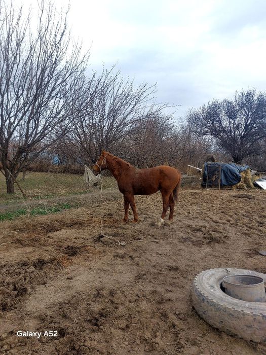 Үйірге айғыр сатылады