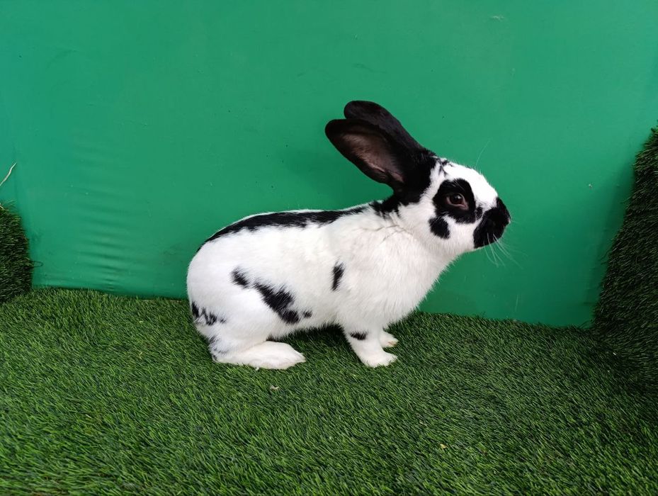 Strakach quyon sotiladi sames 10 oylik