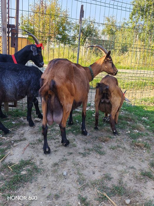 Capre,iedute și tapisori alpina franceza și metis