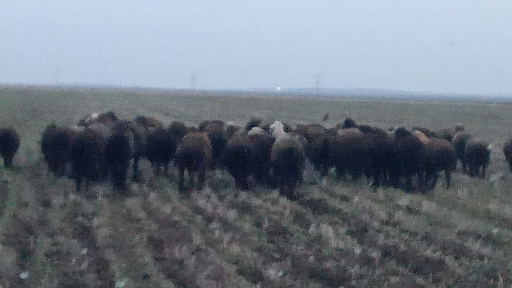 Продаются бараны!