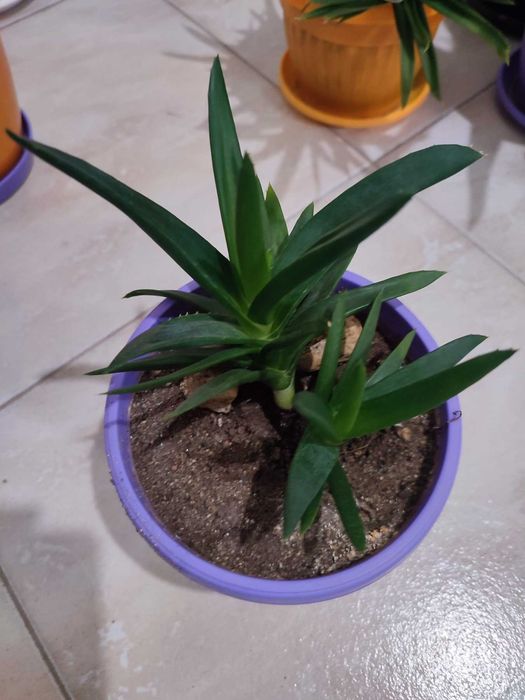 Алое/Aloe вера в саксия за декорация, декоративни растения