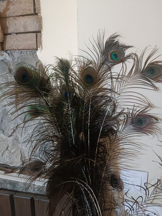 Pene paun umăr negru