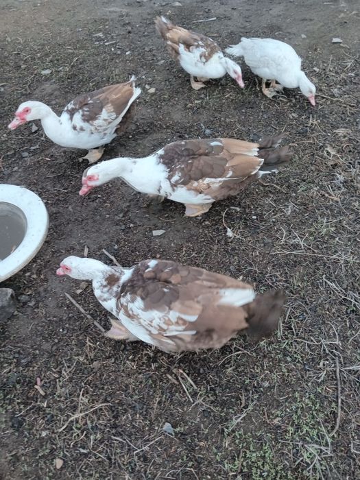 Продам  молодых селезней