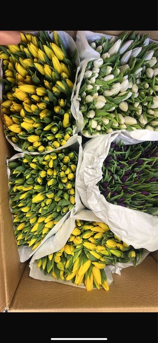 Премиум тюльпаны крупные