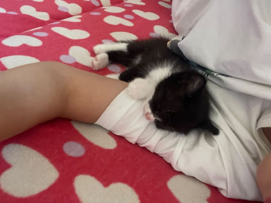 Котята в хорошие руки