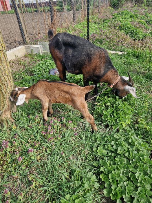 Capră tânără rasa anglo-nubian+ un ieduț