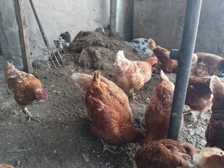 Домашние несушки