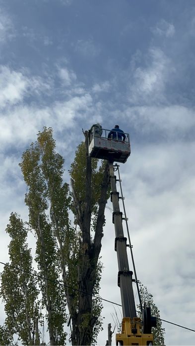 Спил,Сруб ,Распил Деревьев.