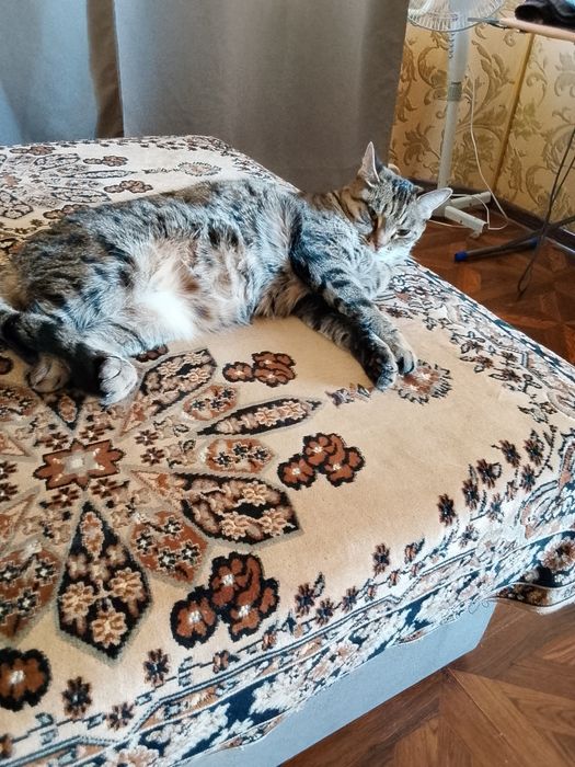 Отдам кошку в добрые руки