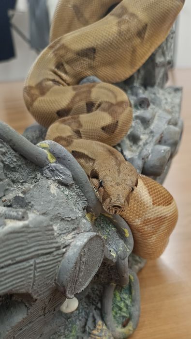 Продам императорского удава