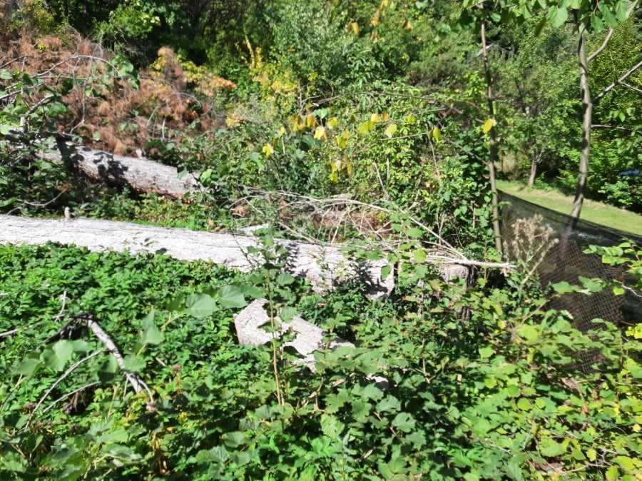 Борови трупи не окастрени, цена по договаряне