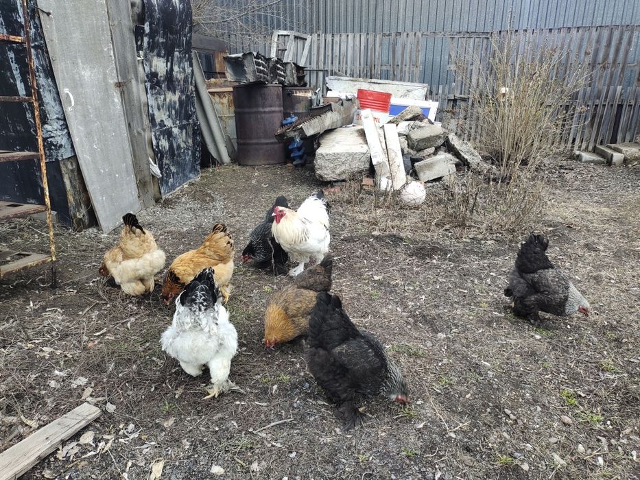 Куры брамо разный окрас