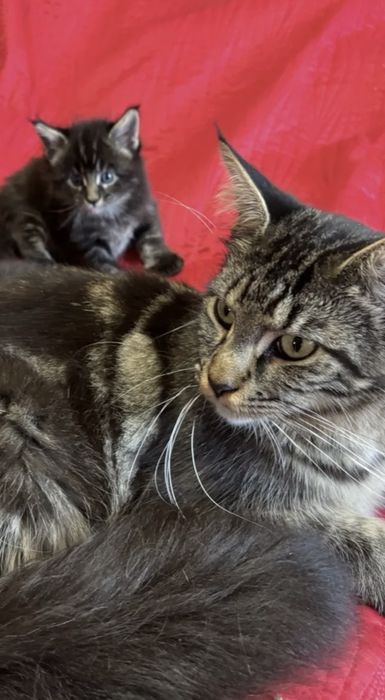 Мейн кун девочка