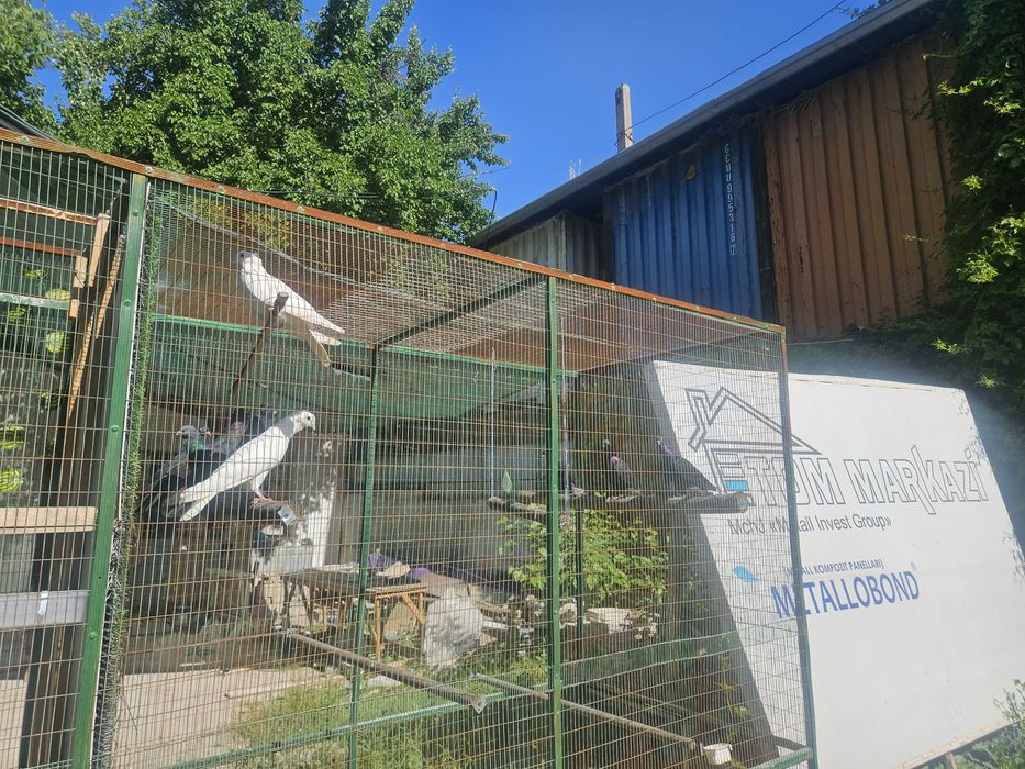 Kabutarlar sotiladi