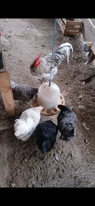 Vand oua australorp