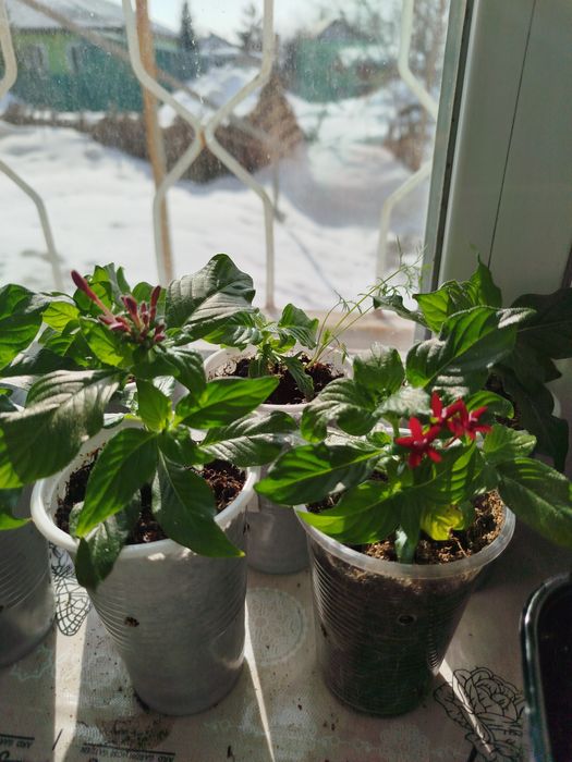 Продам Пентас (домашняя гортензия).