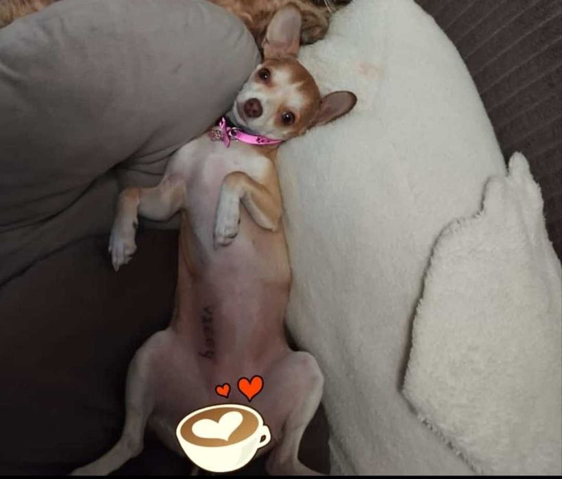 Чихуахуа щенки бронь