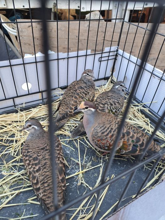 Turturele aripa de bronz