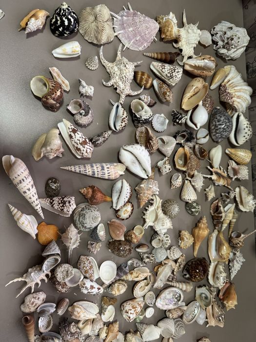 Ракушки морские