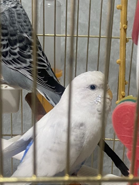 Продам попугайов