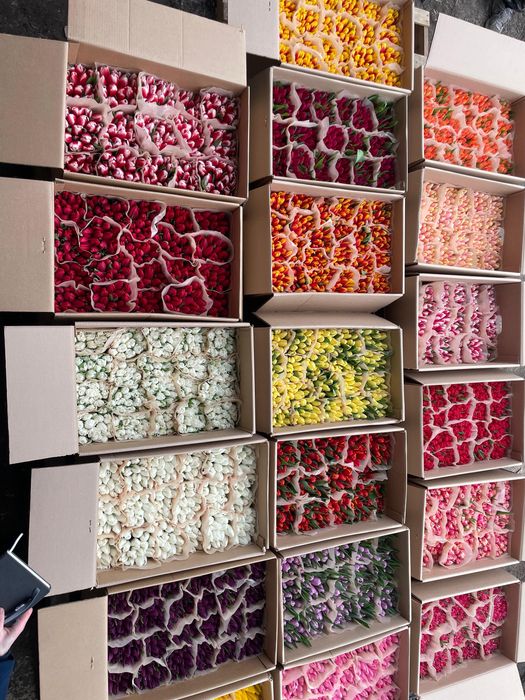 Тюльпаны Беларусь