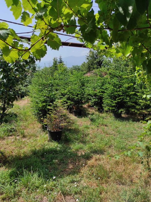 Фиданки Ела до 3 метра