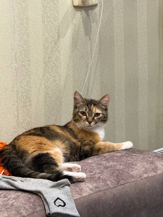 Отдам кошку в хорошие руки