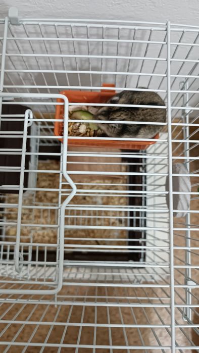 Хомяки Джунгарики