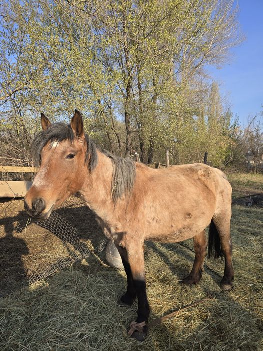 Сауынды бие сатылады
