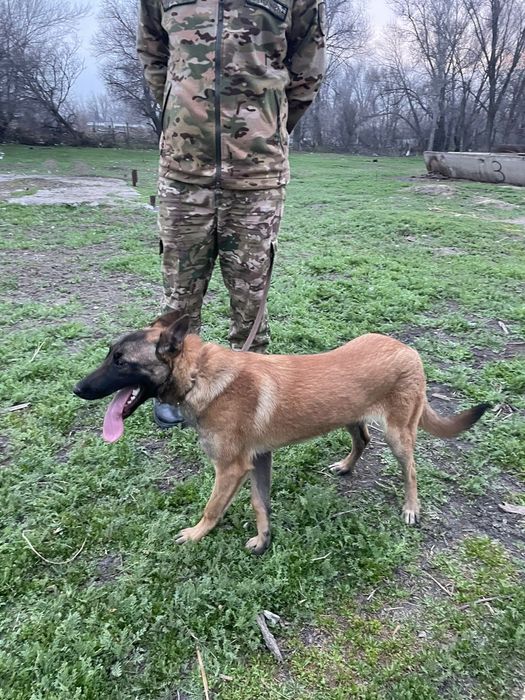 бельгийский овчарка Малинуа