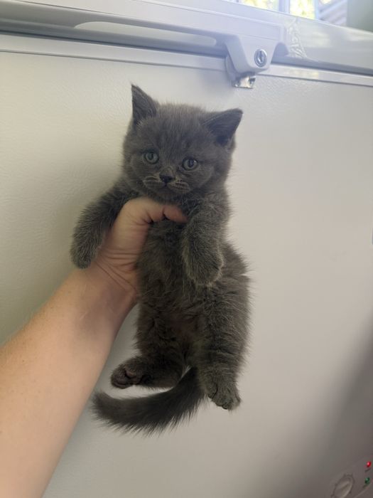 Продаю чистокровных котят скоттиш фолд и скоттиш страйт