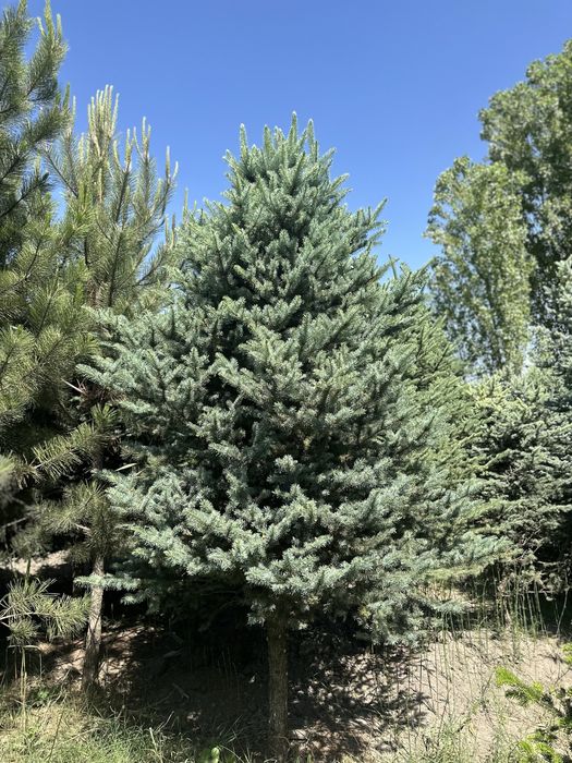 Бельгийские голубые ели, Альпийские Пихты, ёлки. Goluboy yel archalar