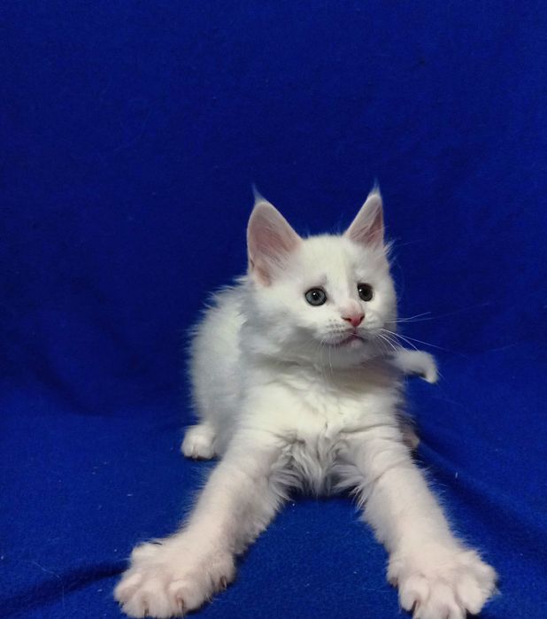 Котята породы Мейн Кун