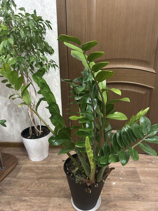 Продам Замиокулькас с горшком