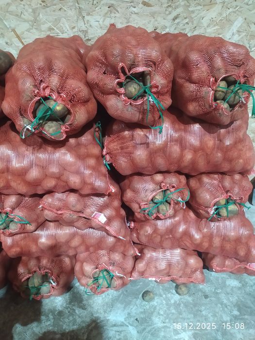 Картофель тендерный