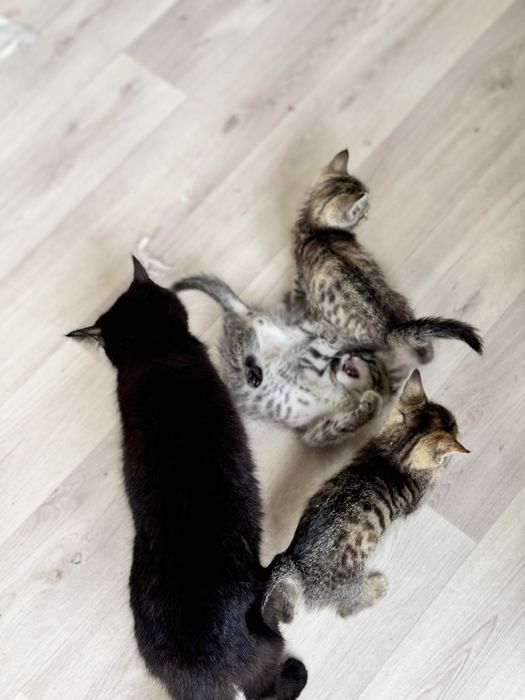Котята в добрые руки