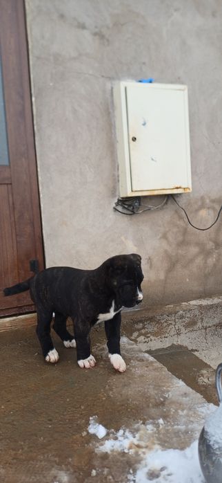 Otasi 65 kilo gibrit onasi 55 kilo otasini uyinlari bor , moshni baqva