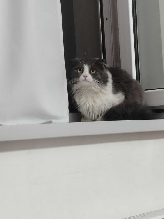 Продаётся кот в хорошые руки