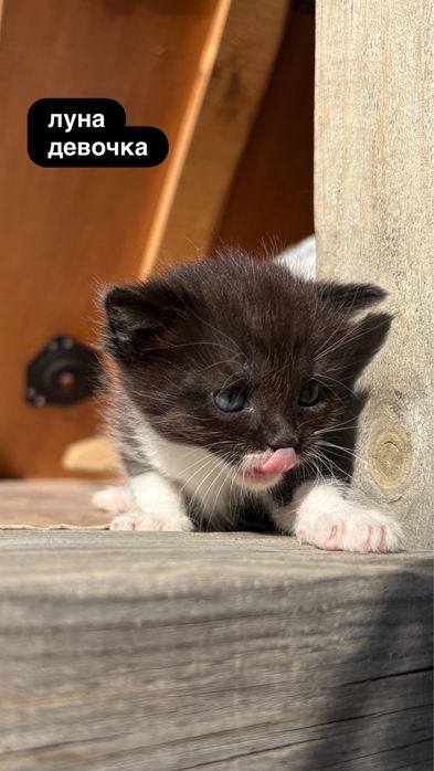 Котята в добрые руки
