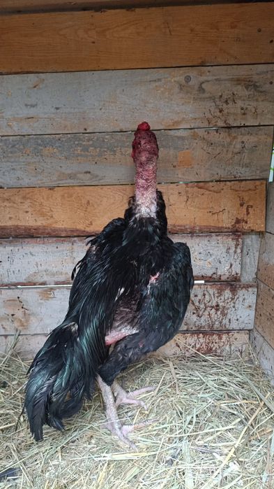 Продам дакана,,,