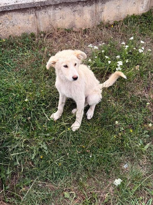 Cățel pentru adopție