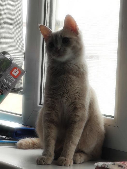 Отдам кота в сапогах