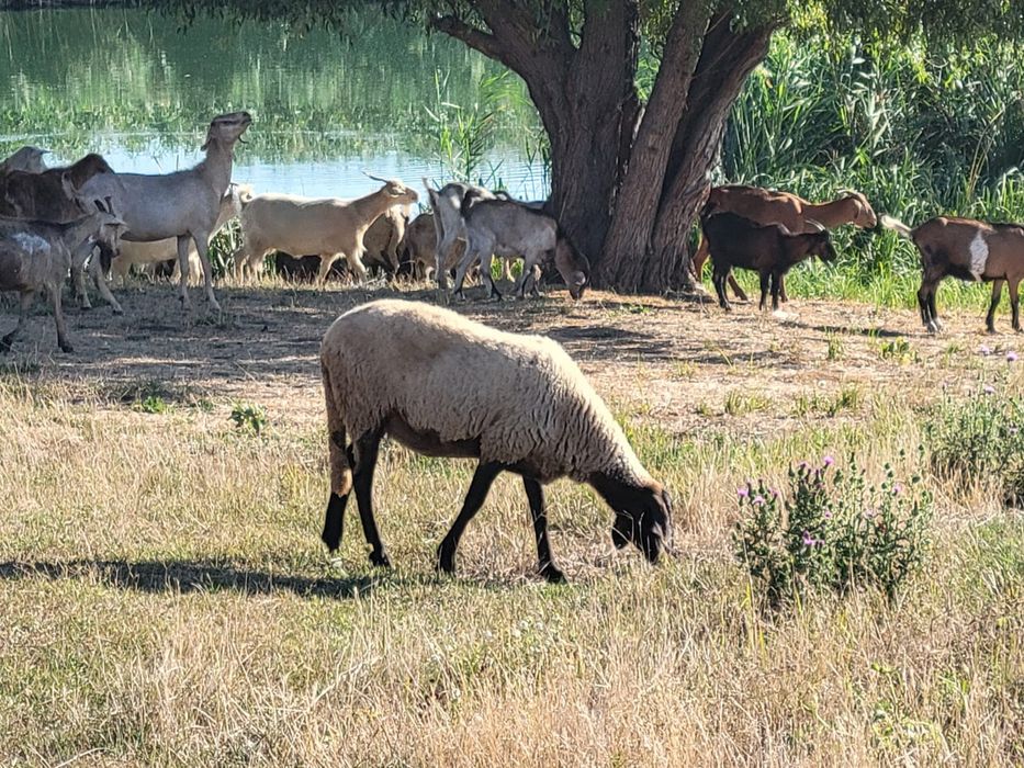 Animale de companie