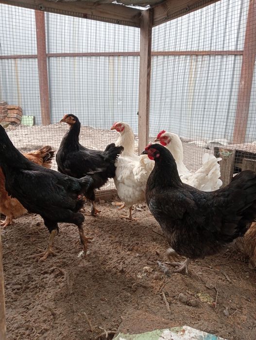 Продам куры домашние