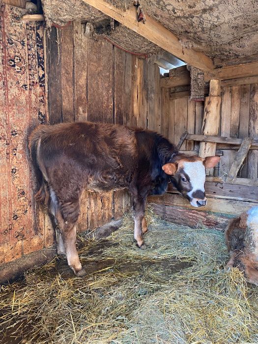 Vând vacă și viței