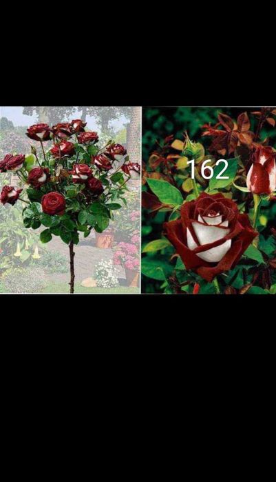 Като дръвче ароматни