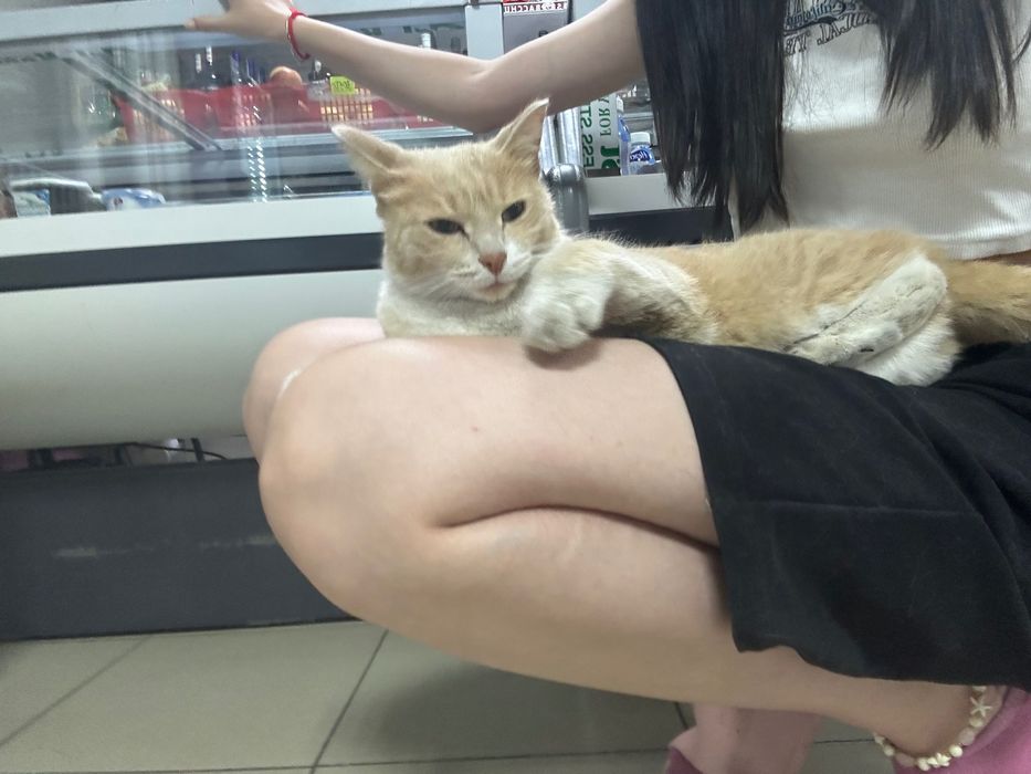 Отдам кота в добрые руки