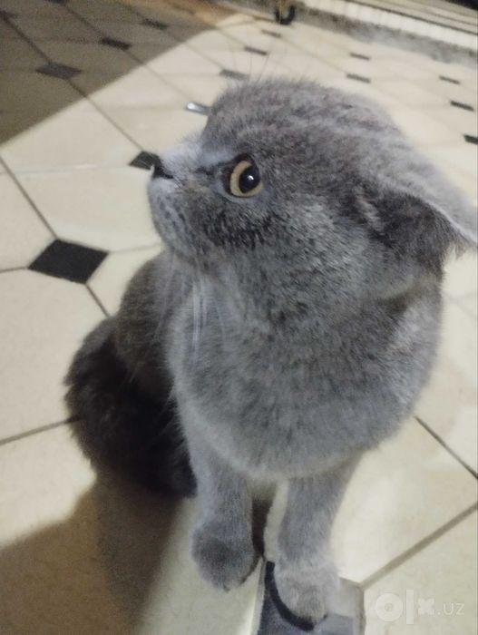 Scottish fold, kulrang, qiz bola, 4-5 oylik