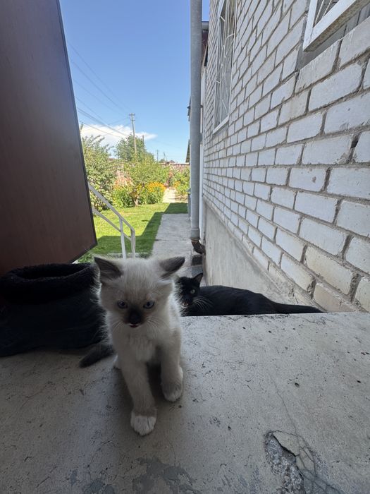 Котята в надежные руки